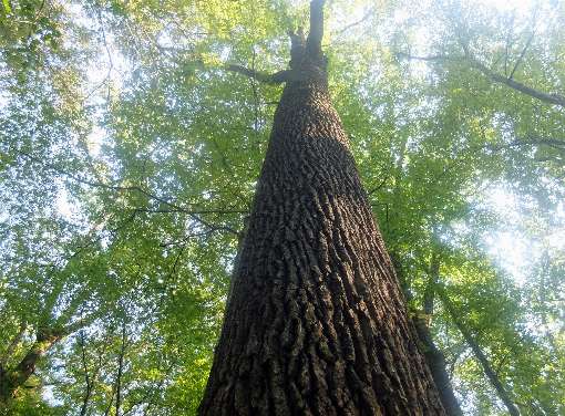 Perfect veneer trees. Photos: Furnir Otok